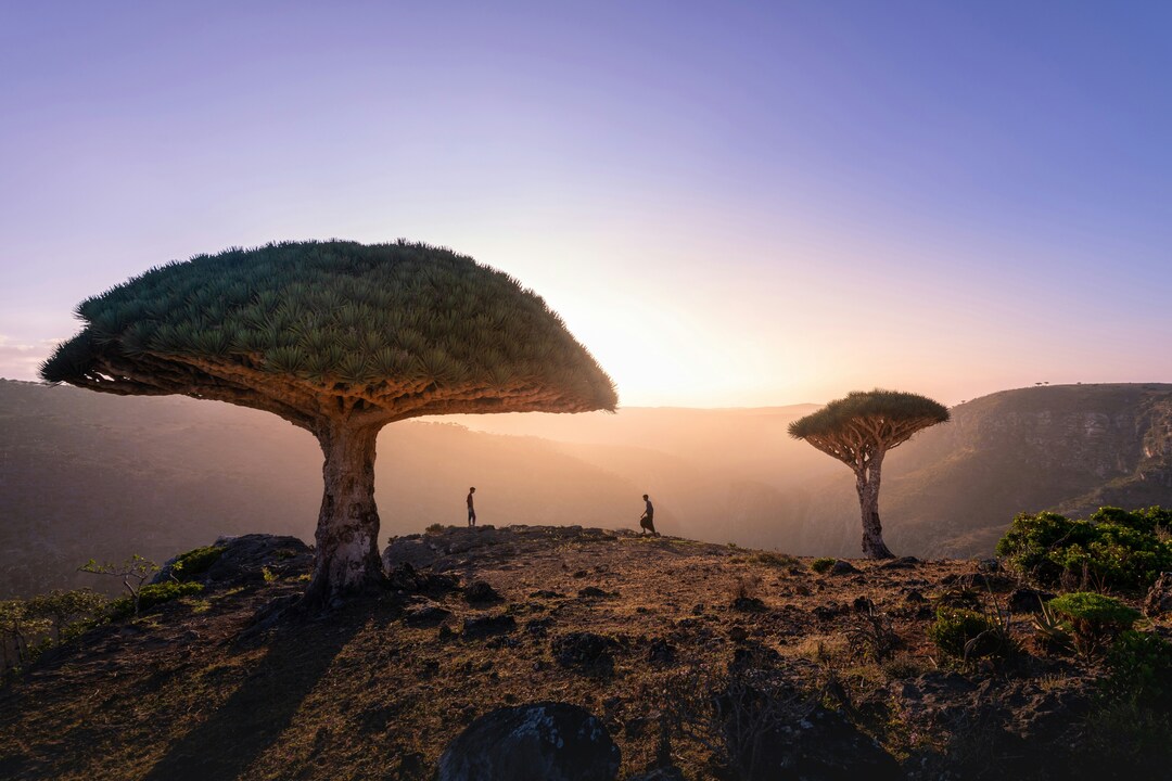 Dragon Blood Tree, Socotra