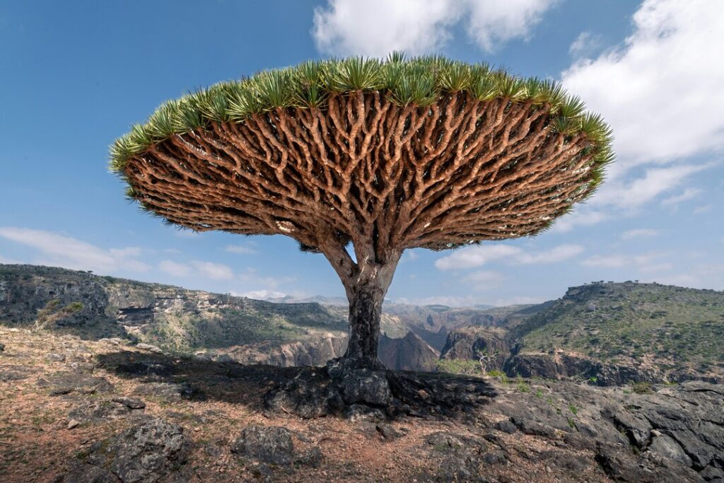 Dragon Blood Tree, Socotra